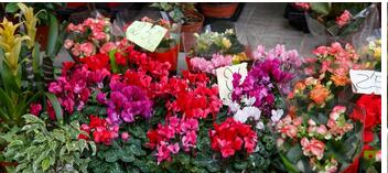 花卉種植app開發(fā)：學(xué)習(xí)科學(xué)的花卉種植方法